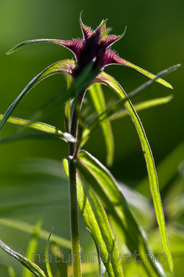 BB 10 0043 / Melampyrum cristatum / Kammarimjelle